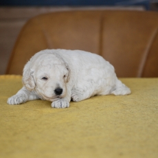 Caniche Nain chiot vendu 1500 €