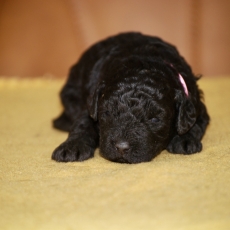 Chiot Caniche Nain à vendre au prix de 1500 € vacciné et identifié.