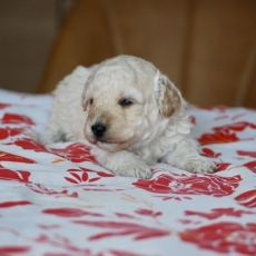 Chiot Caniche Nain � vendre au prix de 1400 � vaccin� et identifi�.