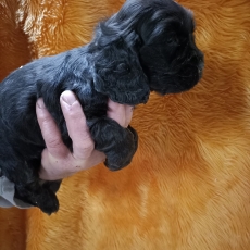 Chiot Cocker Anglais Spaniel � vendre au prix de 1600 � vaccin� et identifi�.