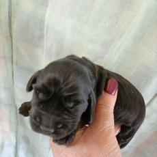Acheter Cocker Anglais Spaniel bébé pour 1600 €