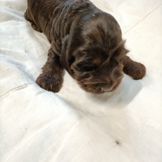 Chiot Cocker Anglais Spaniel à adopter au prix de 1600 €