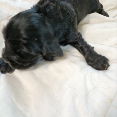 Chiot Cocker Anglais Spaniel � vendre au prix de 1600 � vaccin� et identifi�.