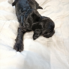 Acheter Cocker Anglais Spaniel bébé pour 1600 €