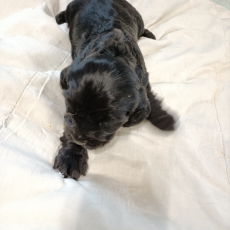 Chiot d'apparence de race Cocker Anglais Spaniel � adopter.