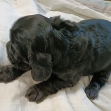 Cette petite femelle Cocker Anglais Spaniel proposée à l'achat est née le 02/09/2026.