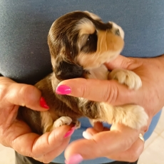 Chiot d'apparence de race Cocker Anglais Spaniel � adopter.