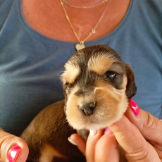 Chiot Cocker Anglais Spaniel � vendre au prix de 1700 � vaccin� et identifi�.