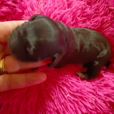 Chiot d'apparence de race Cocker Anglais Spaniel � adopter.