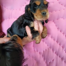 Chiot Cocker Anglais Spaniel à vendre au prix de 1600 € vacciné et identifié.