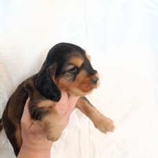 Chiot Cocker Anglais Spaniel � vendre au prix de 1600 � vaccin� et identifi�.