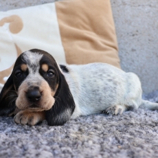 Chiot Basset Bleu de Gascogne de race LOF avec pedigree à adopter.