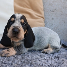 Adoption chiot Basset Bleu de Gascogne au prix de 850 €