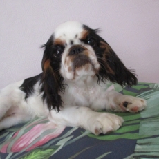 Adoption chiot King Charles au prix de 1900 €