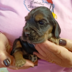 Chiot d'apparence de race Cocker Anglais Spaniel � adopter.