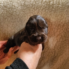 Cette petite femelle Cocker Anglais Spaniel propos�e � l'achat est n�e le 30/08/2026.