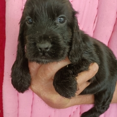 Chiot d'apparence de race Cocker Anglais Spaniel � adopter.