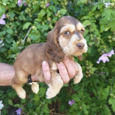 Cocker Anglais Spaniel chiot vendu 1700 €