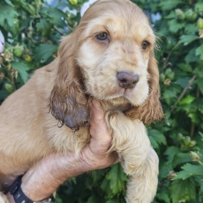 Chiot d'apparence de race Cocker Anglais Spaniel � adopter.