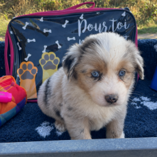 Chiot Berger américain miniature à adopter au prix de 2100 €