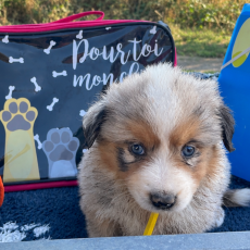 Chiot Berger américain miniature de race LOF avec pedigree à adopter.