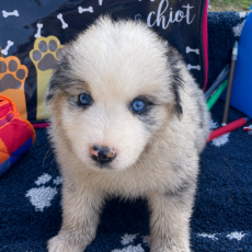 Acheter Berger américain miniature bébé pour 1800 €