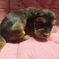 Chiot d'apparence de race Cocker Anglais Spaniel � adopter.