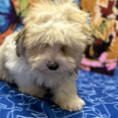 Coton de Tulear chiot vendu 1080 €