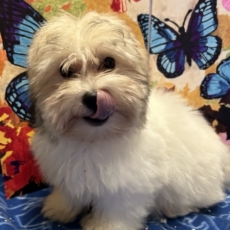 Acheter Coton de Tulear bébé pour 1080 €