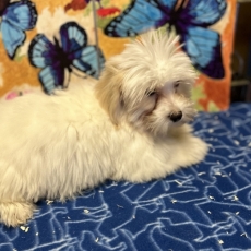 Coton de Tulear chiot vendu 1180 €