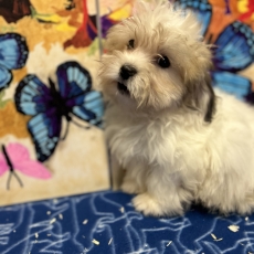 Coton de Tulear chiot vendu 1080 €