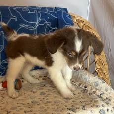 Acheter Berger américain miniature bébé pour 1360 €