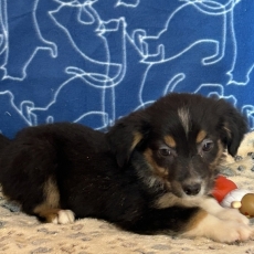 Berger américain miniature chiot vendu 1460 €