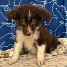 Berger américain miniature chiot vendu 1360 €
