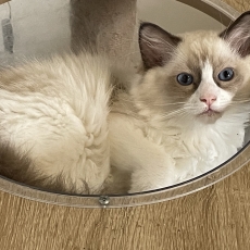 Chaton Chat Ragdoll à vendre au prix de 1300 € vacciné et identifié.