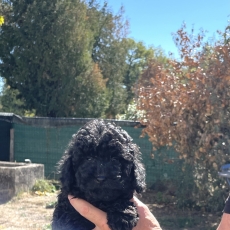 Acheter Caniche Nain bébé pour 1400 €