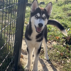 Adoption chiot Husky Sibérien au prix de 550 €