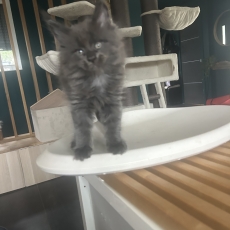 Adoption chaton Maine Coon au prix de 1200 €