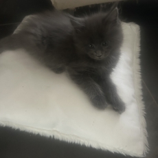 Acheter Maine Coon bébé pour 1200 €