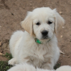 Golden Retriever chiot vendu 1300 €