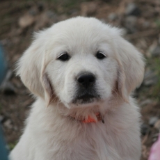 Adoption chiot Golden Retriever au prix de 1300 €