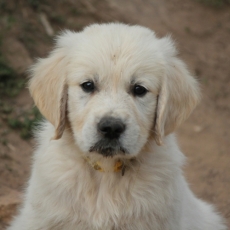 Adoption chiot Golden Retriever au prix de 1300 €