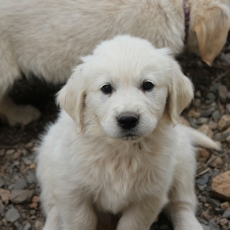 Golden Retriever chiot vendu 1300 €