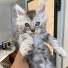 Chaton Maine Coon de race LOOF avec pedigree à adopter.