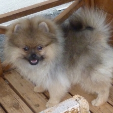Chiot Spitz Allemand Nain de race LOF avec pedigree � adopter.