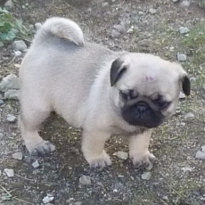 Cette petite femelle Carlin propos�e � l'achat est n�e le 29/07/2026.