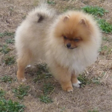 Ce petite m�le Spitz Allemand Nain propos� � l'achat est n� le 08/05/2026.