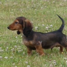 Chiot Teckel nain à poil long de race LOF avec pedigree à adopter.
