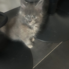 Chaton Maine Coon à adopter au prix de 1200 €