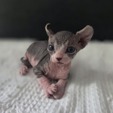 Chat Sphynx chaton vendu 1400 €